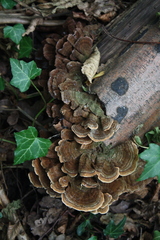 Trametes versicolor