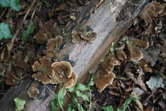 Trametes versicolor