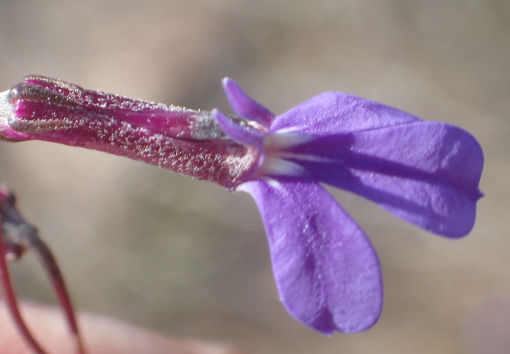 Woolly Lobelia