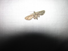 Eupithecia longidens