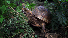 Terrapene carolina mexicana