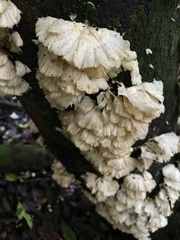 Trametes membranacea