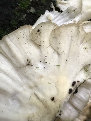 Trametes membranacea