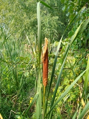 Typha × glauca