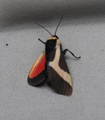 Allanwatsonia hodeva