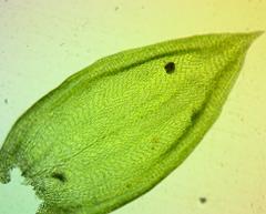 Forsstroemia trichomitria