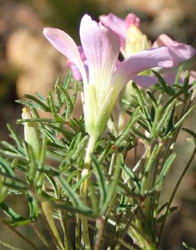 Image of Why Sorrel (Oxalis bifurca) by (c) Nicola van Berkel, some rights reserved (CC BY-SA)