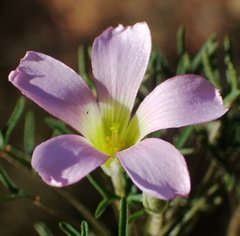 Oxalis bifurca