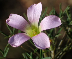 Oxalis bifurca