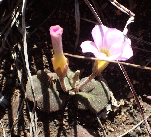 Image of Oxalis algoensis by (c) Nicola van Berkel, some rights reserved (CC BY-SA)