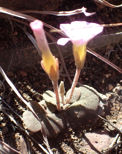 Image of Oxalis algoensis by (c) Nicola van Berkel, some rights reserved (CC BY-SA)