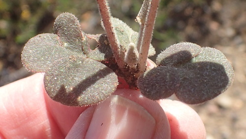 Image of Oxalis algoensis by (c) Nicola van Berkel, some rights reserved (CC BY-SA)