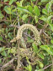 Puccinia otagensis