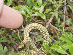 Puccinia otagensis