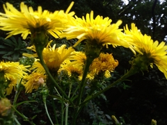 Sonchus fruticosus image