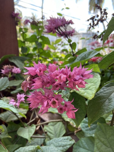 Clerodendrum poggei image