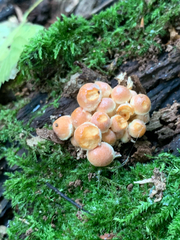 Hypholoma