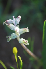 Lachenalia pallida