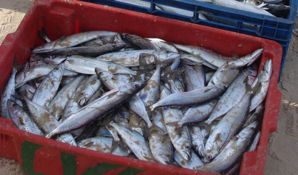 white snake mackeral