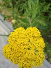 Achillea ageratum