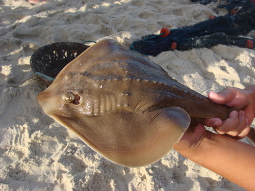 Lesser guitarfish (Zapteryx brevirostris) — Rhinobatidae — 3