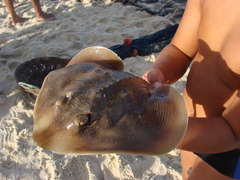 Zapteryx brevirostris