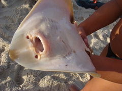 Zapteryx brevirostris