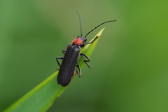 Lycocerus adusticollis
