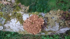 Hypocreopsis rhododendri