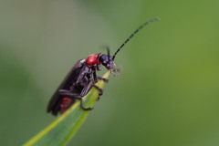 Lycocerus adusticollis