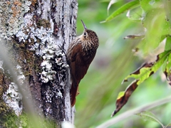 Xiphorhynchus fuscus