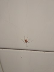 Araneae