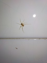 Araneae