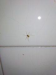 Araneae