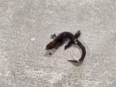 Sphaerodactylus vincenti festus
