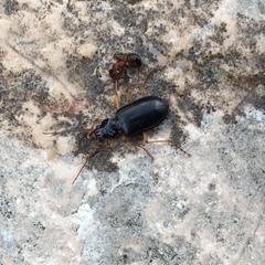 Nebria picicornis
