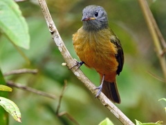 Mionectes rufiventris