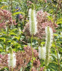 Sanguisorba canadensis