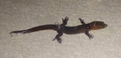 Sphaerodactylus vincenti festus