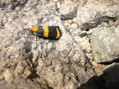 Eudesmia arida