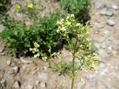 Valeriana edulis
