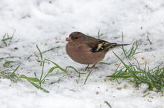 Fringilla coelebs