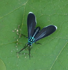 Uranophora terminalis