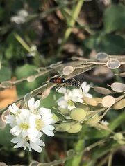 Sphecodes davisii