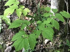 Actaea × ludovicii