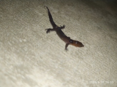 Sphaerodactylus vincenti festus