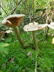 Infundibulicybe gibba