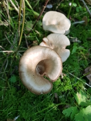 Infundibulicybe gibba