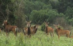 Hippotragus niger roosevelti