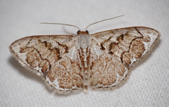 Idaea subfervens